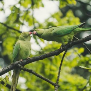 two green parrots perched on tree branch during daytime